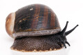 Helicophanta magnifica Madagascar adult, 80mm